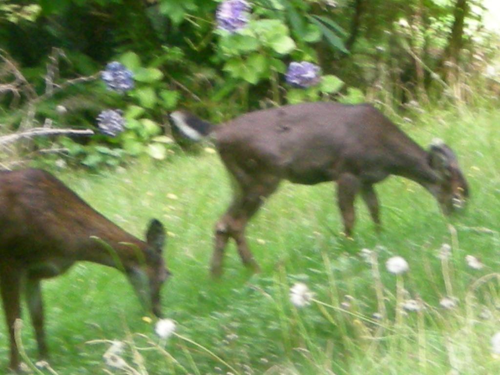 Davis Brook Retreat Bed and Breakfast Sechelt Εξωτερικό φωτογραφία