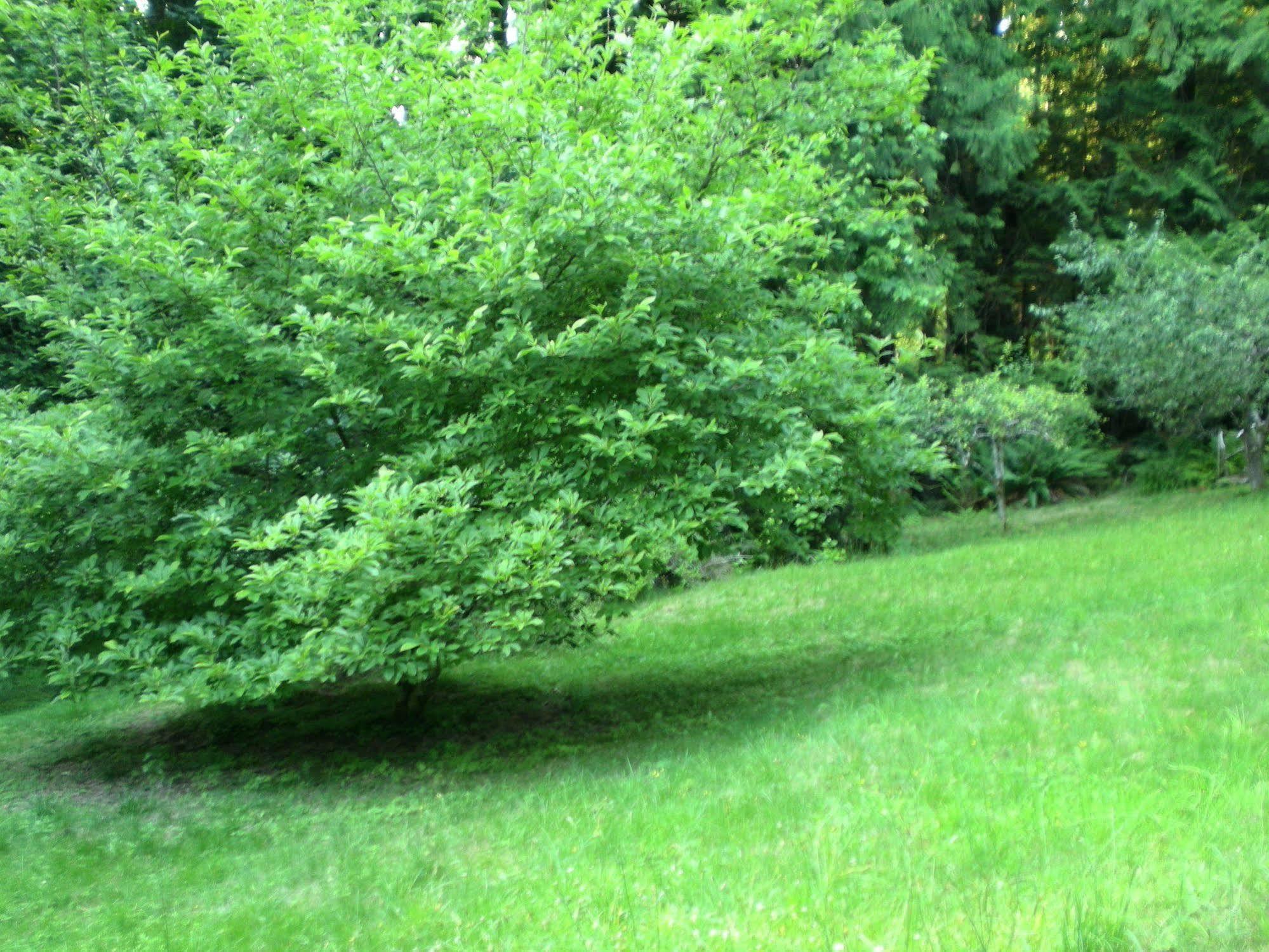 Davis Brook Retreat Bed and Breakfast Sechelt Εξωτερικό φωτογραφία